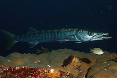 Raja Ampat 2016 - Sphyraena Jello - Pickhandle Barracuda- Barracuda Jello - IMG_5674_rc